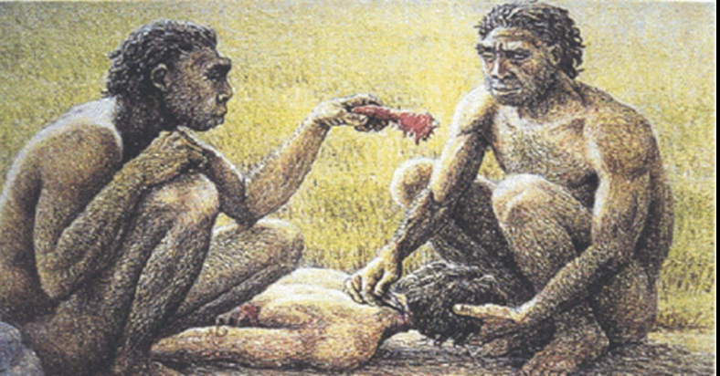 Cover of How Humans Are Designed to Eat